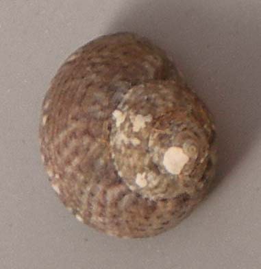 gibbula nebulosa